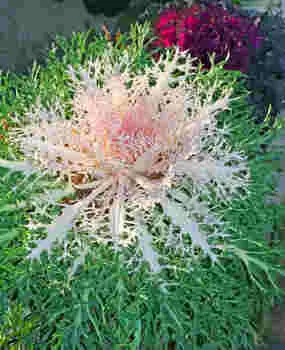 Капуста декоративная Павлин Белая