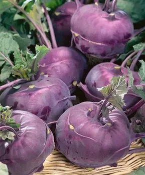 Капуста кольраби Колибри F1