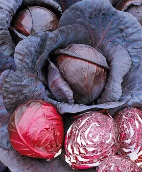 Капуста краснокочанная Красная головка F1
