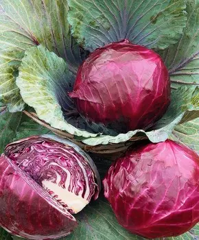 Капуста краснокочанная Ребол F1