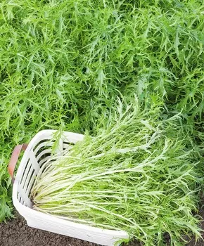 Капуста японская Мизуна