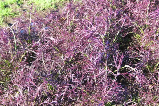 Капуста японская Мизуна красная