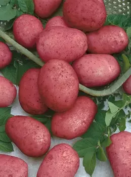 Картофель Калинка