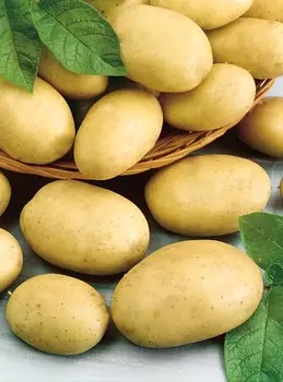 Картофель Кингсмен