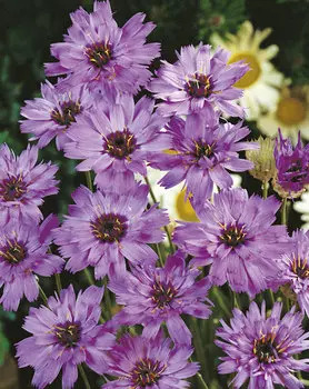 Катананхе Голубой Купидон