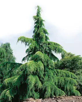 Кедр гималайский