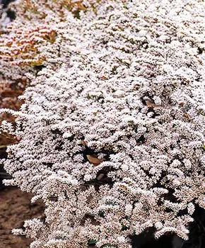 Кермек татарский