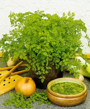 Кервель Ажурный