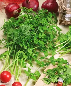 Кинза Обильная