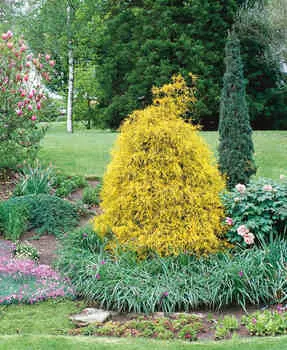 Кипарисовик горохоплодный Филифера Ауреа