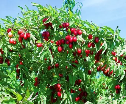 Кизил обыкновенный Джолико