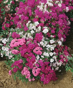 Кларкия Арианна Яркий набор