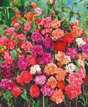 Кларкия Изящная Яркий набор