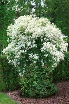 Клематис Маньчжурский