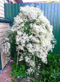 Клематис Маньчжурский