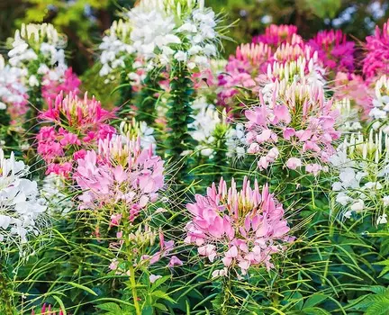 Клеома Цветной фонтан