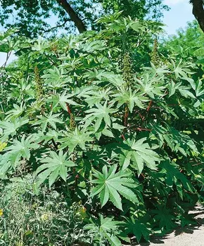 Клещевина Изумрудный остров