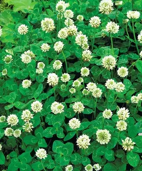 Клевер Белый