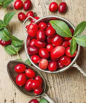 Клюква Бен Леар