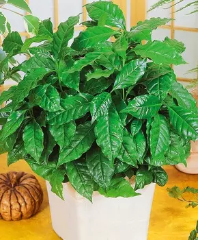 Кофе арабика Нана