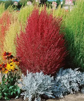 Кохия Пылающий куст