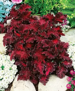 Колеус Чёрный дракон