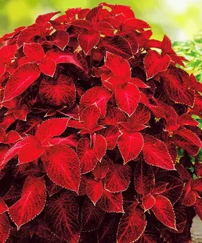 Колеус Волшебник Красный Бархат