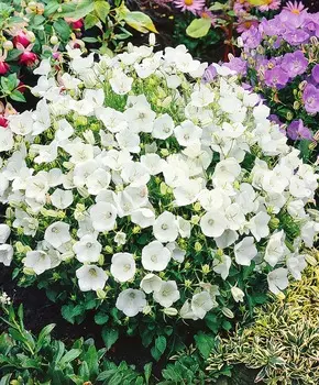 Колокольчик карпатский Альпийская баллада