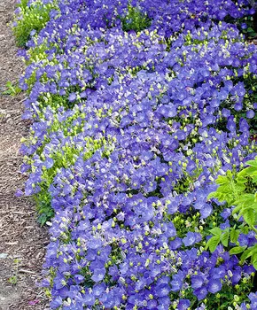 Колокольчик карпатский Голубой Дунай