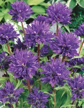 Колокольчик скученный Блистательный