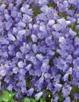 Колокольчик спиральнолистный Джингл блю