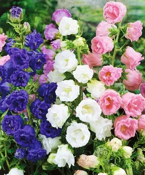 Колокольчик средний Махровый Цветной набор