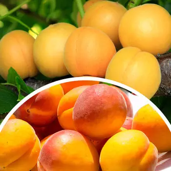 Комплект абрикосов №2: Медовый, Триумф Северный