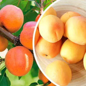 Комплект абрикосов №3: Гритиказ, Цезарь