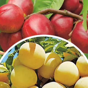 Комплект полукарликовых слив №1: Неженка, Светлячок