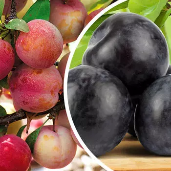 Комплект полукарликовых слив №2: Алтайская юбилейная, Чёрная крупная