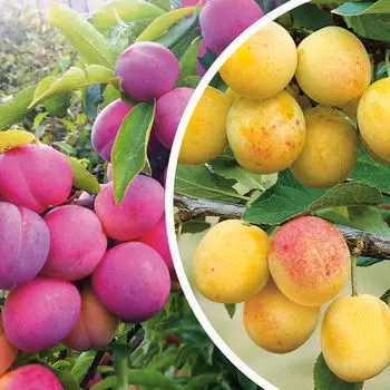 Комплект полукарликовых слив №3: Маньчжурская красавица, Скромница