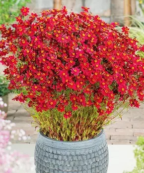 Кореопсис Амулет