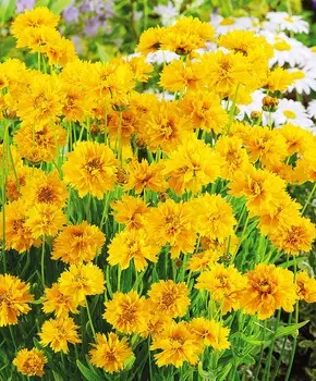 Кореопсис Золотой шар