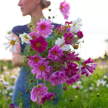 Космос дваждыперестый Морская раковина Цветной ковер