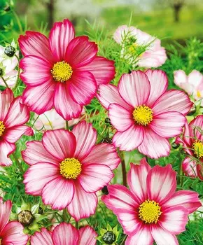 Космос Канди Страйп