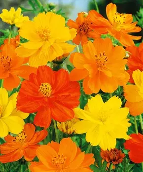 Космос Клондайк