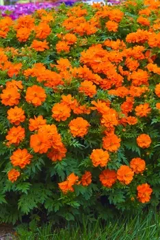 Космос Мандарин