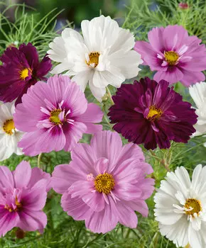 Космос Психея Цветной набор