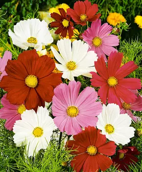 Космос Сенсация Пикоти