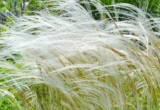 Ковыль Бородатый