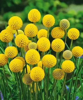 Краспедия Барабанные палочки