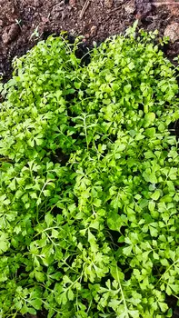 Кресс-салат Молния