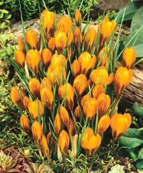 Крокус Оранж монарх