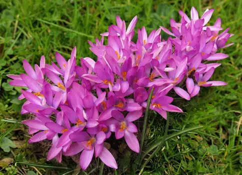 Крокус Томазини Розеус